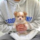 강아지분양 꽃강아지 중랑점 이미지