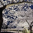 세븐일레븐 김천교동코아루점 | 2026 김천 연화지 벚꽃 개화시기 야경 명소 주차 팁 후기