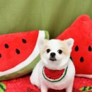 댕스타일 이미지