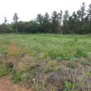 제주도성산공인중개사사무소 이미지