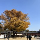[2025/11/09 현재] 서울 종로구 창덕궁 풍경 이미지