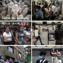 Swine flu warning 죽음의 "돼지독감" 경보 4월27일기준 멕시코 150명사망 이미지