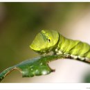 나비 한살이 이미지