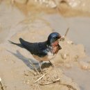 경기도 야생동물 구조관리센터 이미지
