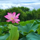 연꽃목장 이미지