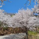 북산면 부귀리 벚꽃축제와 청평사 봄 나들이! 이미지