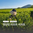 [제주서귀포] 켄싱턴리조트 서귀포 프리미어룸 내돈내산후기(리뉴얼x)