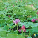 도새울마을 뉴시스