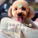트루디DOG애견미용실 | 제주 강아지 미용실 추천 율무 단골 &#39;커먼독&#39; 후기