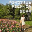 금소생태공원2 | 부천자연생태공원 튤립 개화 현황 부천 꽃축제 무릉도원수목원 주말 데이트 후기
