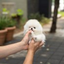 하이퍼피 이미지