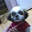 강아지당 이미지