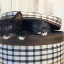 산본중앙동물병원 이미지