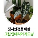 나만의 그린 인테리어 | [고양시]정서안정을 위한 나만의 반려식물 그린인테리어가드닝 교육 후기 1주차(ft.고양 가와지볍씨...