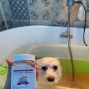 애견미용실 이미지