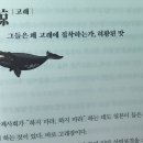 사카나 이미지