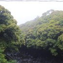 제주 도순리 녹나무 자생지 이미지