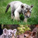 삼정정비㈜ 이미지