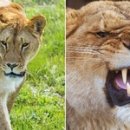 고령목장 이미지