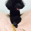 해피하개 애견샵 이미지