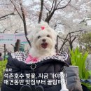 서동할인마트 | 잠실 석촌호수 벚꽃, 애견동반 장소 5곳부터 꿀팁까지