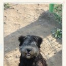 아루보리 이미지