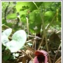 들꽃농장 이미지