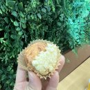 숲속호두광진