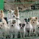 대등축산 이미지