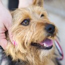 위즈동물메디컬센터 이미지