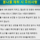 산나물채취시기와 먹는방법 이미지