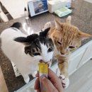 주식회사 베이스노트펫 | 고양이 신장 영양제 추천 펫누리 뉴트리션 플랜