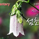 [꽃 이야기 165회] 울릉도 가 고향인 - 섬초롱꽃 이미지