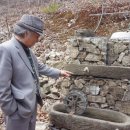 한국산양산삼