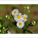 장안공원 이미지