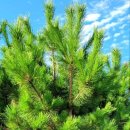 해송농장 이미지