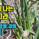 산부추,참산부추--뛰어난 강정효과로 발기부전·유정·양위증을 치료하며, 남여의 정력을 크게 높여주고, 허약체질 개선과 심박동력을 높여 심 이미지