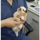 개의온도 이미지