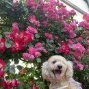 누가꽃이개 이미지