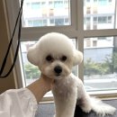 발렌티몽 이미지