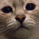 비율 | 솔리몬레몬수 코스트코 비율 후기 공유할게요