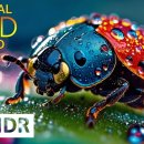 MACRO WORLD 8K HDR - Invisible Beauty of Insects 이미지