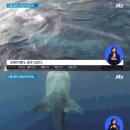 고래상어