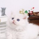 라온캣 대구고양이분양 낭만펫 강아지분양 대구점 이미지