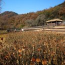 섬강농장 이미지