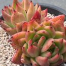 “일본<b>마던</b>” 판매완료.