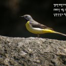 노랑할미새 Grey Wagtail 471 이미지