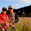 삼문동둔치길(삼문송림) | 밀양 삼문동 둔치공원 코스모스 축제 - 밀양 가을여행