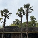 별장커피 | 중문별장 나혼자산다 나온 제주 커피오마카세 후기