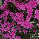 연산홍 - 용인시 처인구 한터로 34 | 연산홍